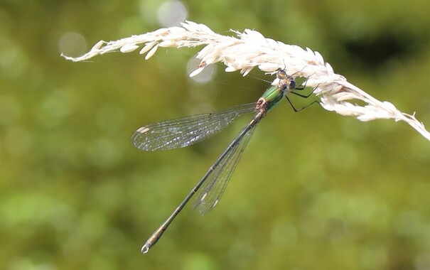 A very long, thin insect clinging to a grass flower. It is mainly green, without the blue patches typical of a male Common emerald. It has relatively large claspers on the end of its abdomen. showing it to be a male.