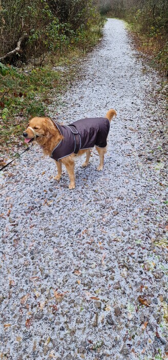 A golden retriever with a warm waterproof coat on standing on a heavily frosted path between bushes and trees