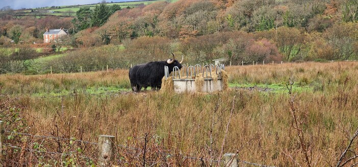 A bkack long haired cow with very long curved horns stands in a field eating hay from a feed bin