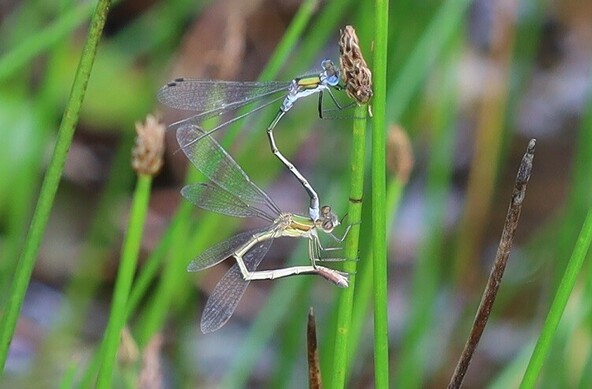 Two green damselflies cling to a rush. The male has blue eyes and blue patches at the top and bottom of the abdomen. The female has brown eyes and no blue patches. The male has grasped the top of the female's thorax with the tip of his abdomen.