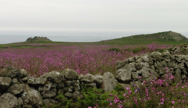 A view of an island, with the sea in the background, a wall in the foreground and most of the land in between filled with pink flowers.