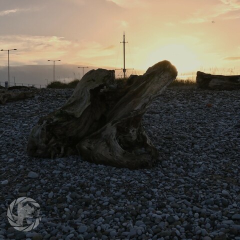 A large piece of driftwood on a pebble beach, sun setting behind it. The weathering on the driftwood makes it look like there is a demon glaring out of the hole in the end of the log