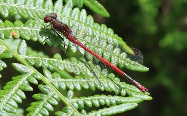 A red, needle-shaped insect sits on a bracken frond. Its legs are black, unlike the pinkish legs of the Small Red.