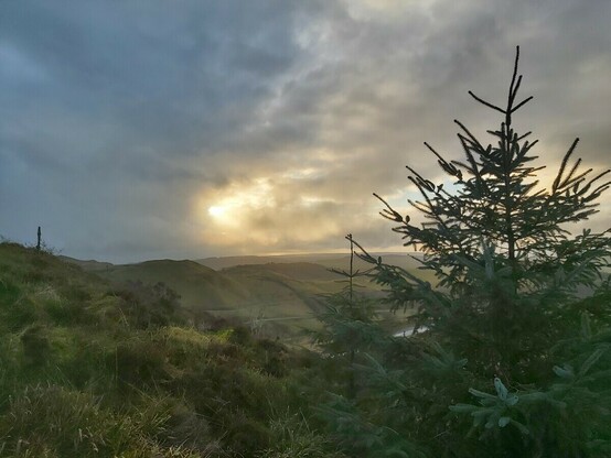 Machlud haul uwchben tirlun mynyddig, a choeden Nadolig yn y blaendir.