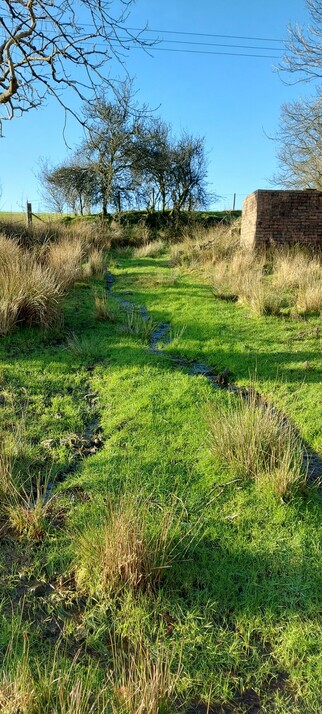 A tiny stream running down a grassy path that leads up a hill. Long, tufty yellow grass grows on both sides of it.