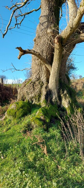 The bottom bit if a large, gnarly tree trunk, covered in moss. Blue sky, dry, red fern, green grass and long, dry grass in the background.