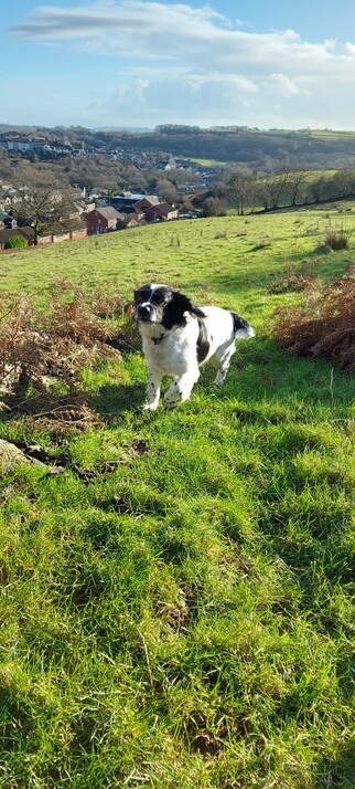 A black and white Shepherd dog running up a hill towards the photographer. In the background we can see a village in the valley in the distance.