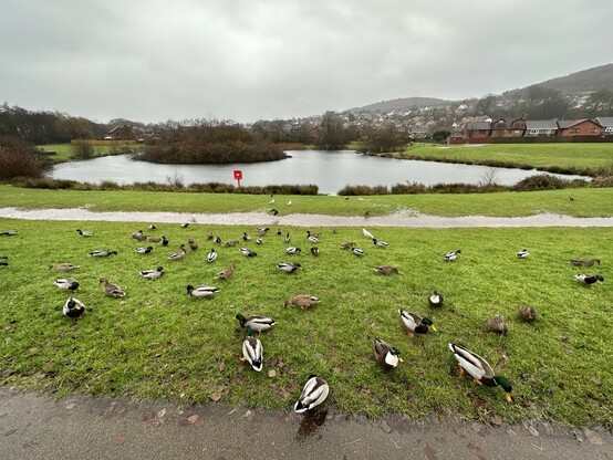 A wide angle photo of the duck pond and surrounding field. There are lots of ducks eating food off the green grass. 