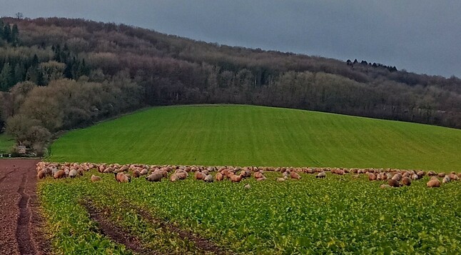 A field with green shoots. In the centre of the field are approximately 50 slightly muddy sheep. There are trees covering a hill in the background. 