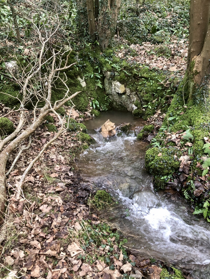 Underground stream bursting out at the bottom of the woodland 