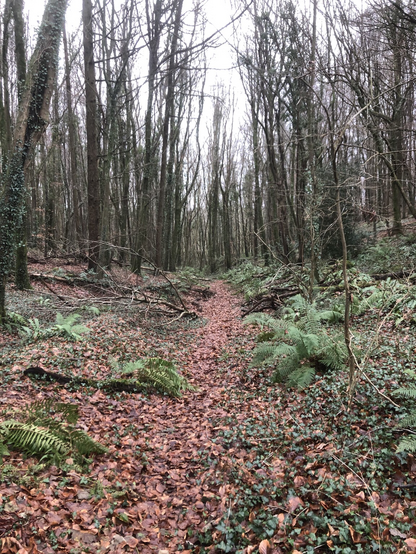 Stunning woodland walking