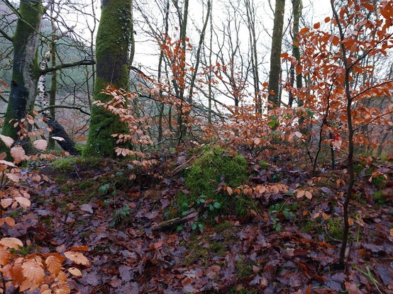 Beech wood
