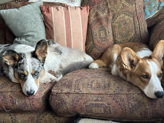 Cai a Teifi, corgwn arbennig. 