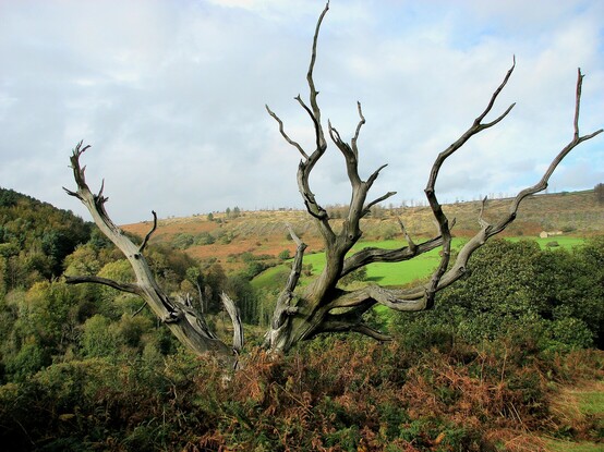 A dead tree stands amongst bracken and shrubs, with a green hillside in the background and a lightly clouded sky above. The many branching crooked limbs of the tree remind me of the antlers of a stag