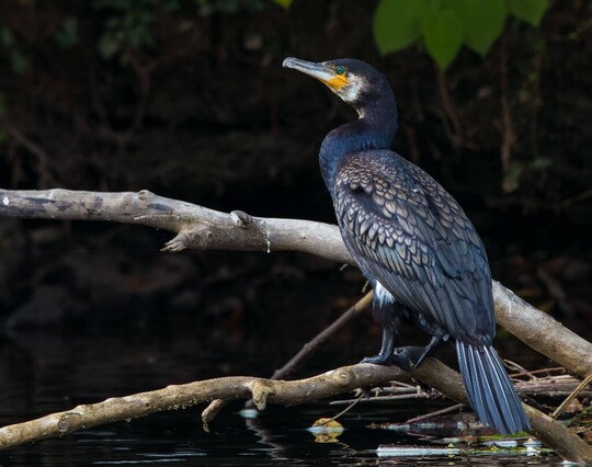 A colourful male Cormorant with a very vivid turquoise eye, black tipped bronze feathers looking similar to the scales of a fish and contrasting with the bright yellow base of it's beak, perched on a branch overhanging the river, just waiting for it's lunch to come by.