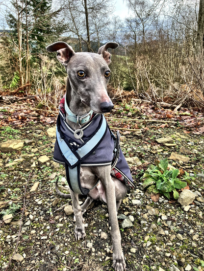 Harri the blue whippet