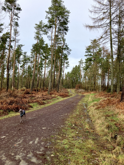Whippet running standing on a Forest path