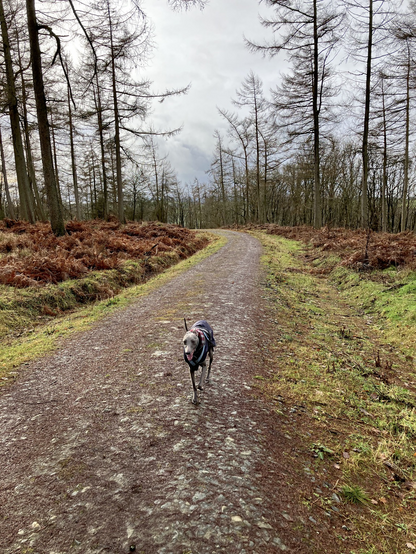 Whippet walking towards you with its tongue out