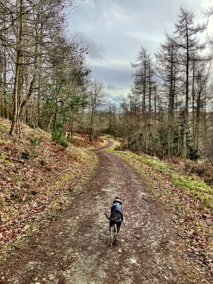 Whippet walking away down a forest path 