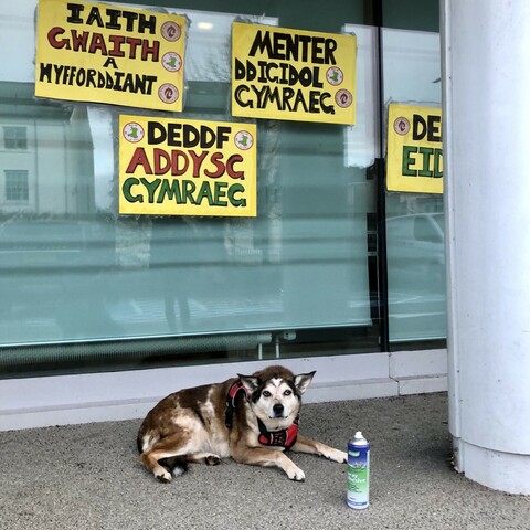 Llun o Siani gyda chwistrellydd glud o’i blaen a nifer o bosteri wedi gludo ar ffenest Llywodraeth Cymru tu ôl iddi yn mynnu gweithredu dros y Gymraeg!