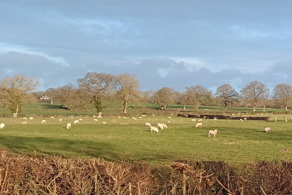 A view of a field of sheep. There are trees in the background and a hedge in the foreground. 