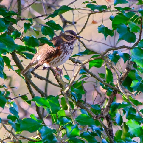 Redwing bird in amongst the Holly to get the berries