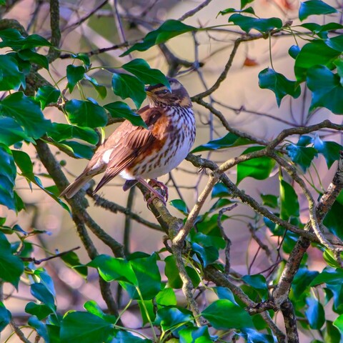 Redwing bird in amongst the Holly to get the berries
These are a member of the Thrush family