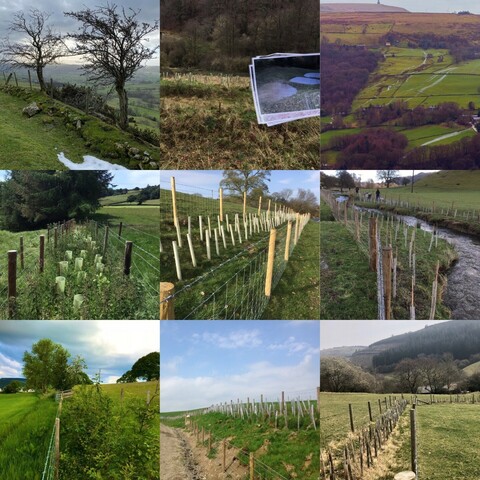 A collage of tree pictures where they can be placed, to intercept water and slow the flow.