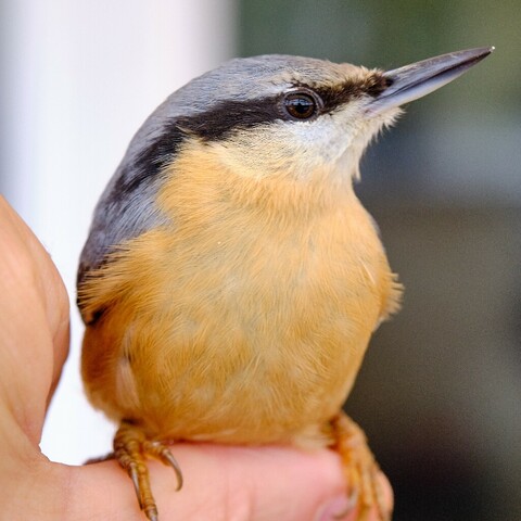 Tiny little Nuthatch bird sat on my thumb