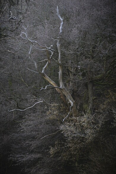 An image of a dead tree in woodland covered in frost.