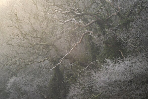An image of woodland with early morning haze warm light filtering through the frosty branches.