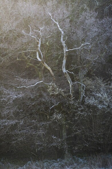 A dead tree nestled with a woodland border. All covered in frost.
