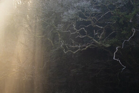 A woodland hedgerow with a dead tree. Warm Light bathes the scene on one side as it streams through an out of shot viaduct which stops the light hitting the dead tree.