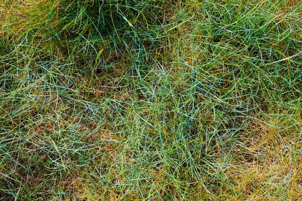 An image of sea grasses that fill the frame offering an image of hues, tones and texture.