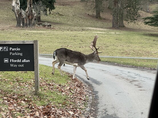 A deer starting to step out onto the road from a green field. 