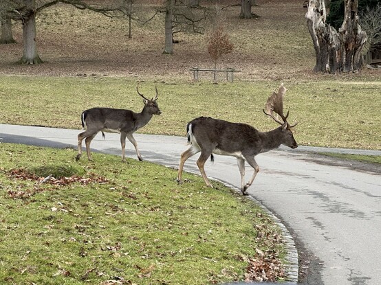 Two deer starting to step out onto the road from a green field. 