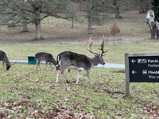 Three deer approaching a road. 
