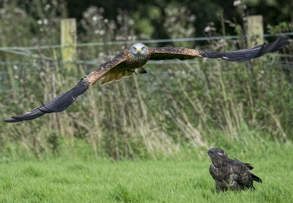 A Red Kite bird of prey swooping down on a Common Buzzard to harass it for it's food