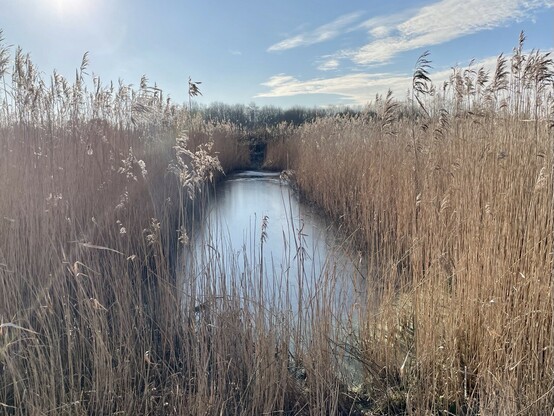 A view through tall reeds of water stretching away from the camera with banks densely covered with reeds. Blue sky, with a little light cloud 