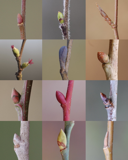 12 trees in spring bud