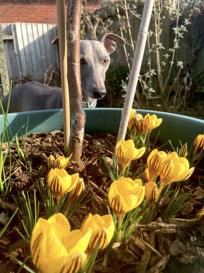 Harri the whippet looking a large garden pot containing an apple tree and yellow crocuses 