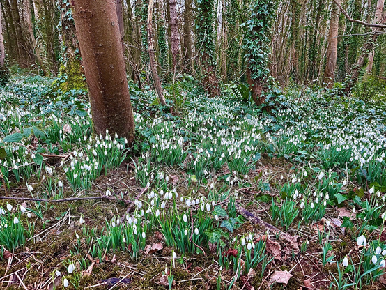 Woodland floor with lots of white snowdrops in flower in between all the trees with ivy growing up the trunks. 