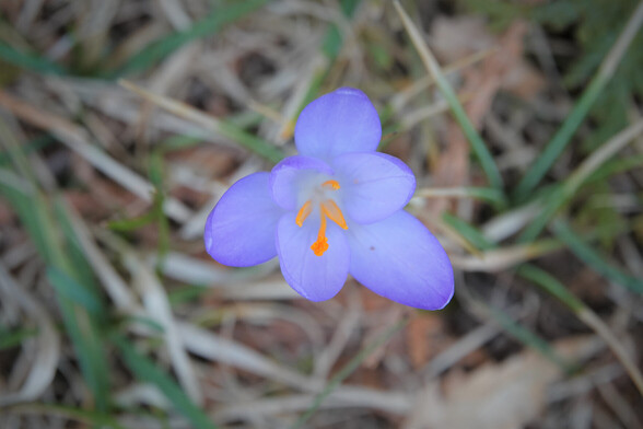Overhead view looking straight down the center of a crocus flower.  Center parts are bright orange - yellow.  Petals are pale blue shading to almost white.  Flower is surrounded by out of focus blades of grass.