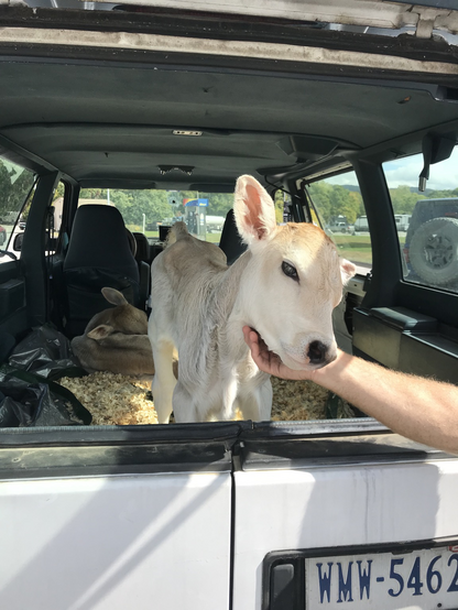 Calf in car 
