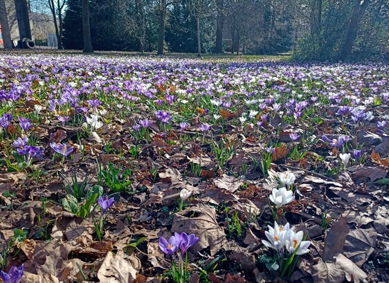 A patch of woodland with white and purple crocuses emerging from the ground. 