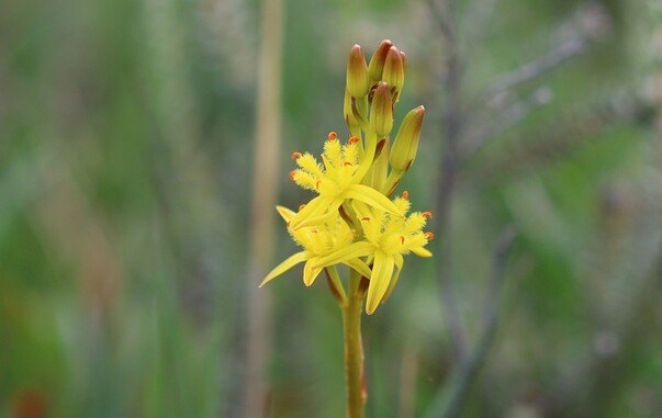 A small flower-spike of bright yellow flowers. The background is blurred.