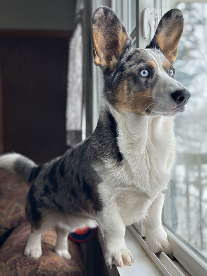 Cai 