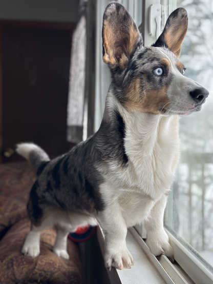Cai