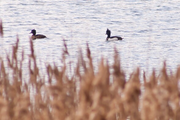 2 ducks swimming on a lake with rushes in the foreground. The left duck is mostly brown with a small tuft of feathers at the back of its head, The Right hand duck is mostly black with a bright white belly. Feathers are sticking up and out from its head in a messy fashion