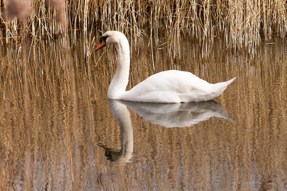 A swan, completely white with the exception of its orange beak and black patch between its beak and eye, is reflected in the slightly rippling water, behind it rushes form a dense wall